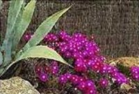Gartenblumen